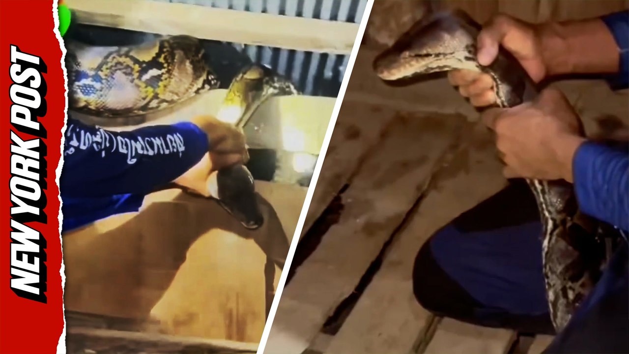 Enormous Python Caught Raiding Chicken Coop After Eating 50 Birds