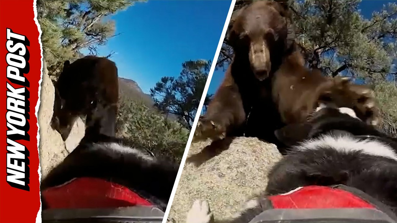 Moment Fearless Dogs Chase Bear Away From Neighborhood in Wild Footage
