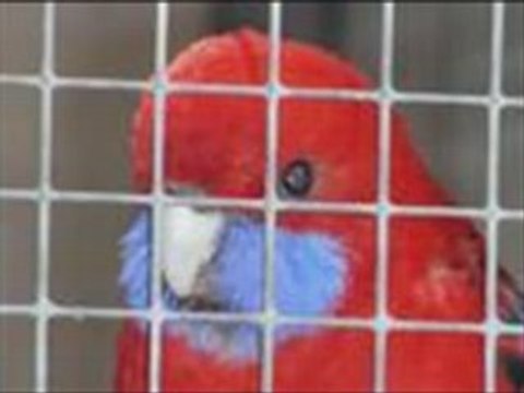 VaNité seggae ocean Indien natty jah