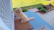 Neighbor's Dog Comes Over To Play With Their Dog