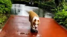 Spotted a skateboarding dog at the park!