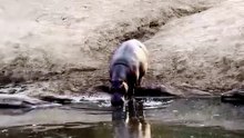 Breathtaking Safari Video Of A Giant Hippopotamus Walking Down Riverbank And Submerging Completely
