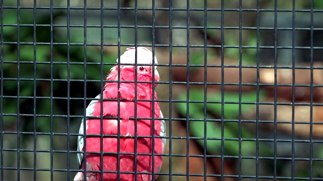 Cleland Wildlife Park to vaccinate 100 birds against deadly H5 bird flu