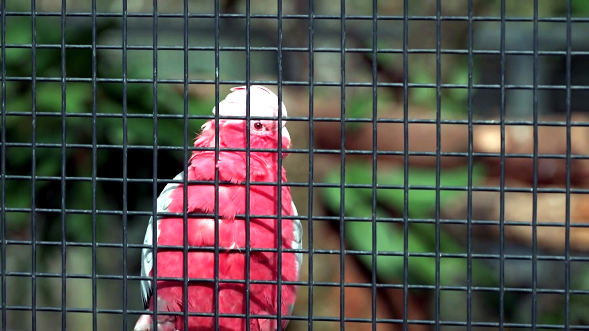 Cleland Wildlife Park to vaccinate 100 birds against deadly H5 bird flu