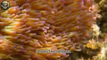 Why Should You Never Touch This Underwater “Flower”?