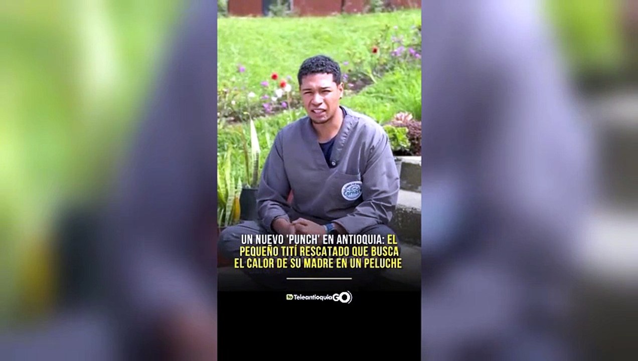 tn7-cria-de-mono-titi-que-recuerda-al-famoso-ma...