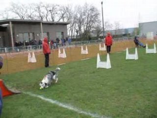 flyball INGRE 2008