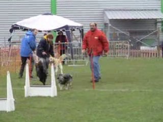 flyball INGRE 2008