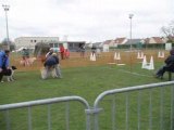 flyball INGRE 2008