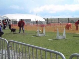 flyball INGRE 2008