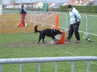 flyball INGRE 2008