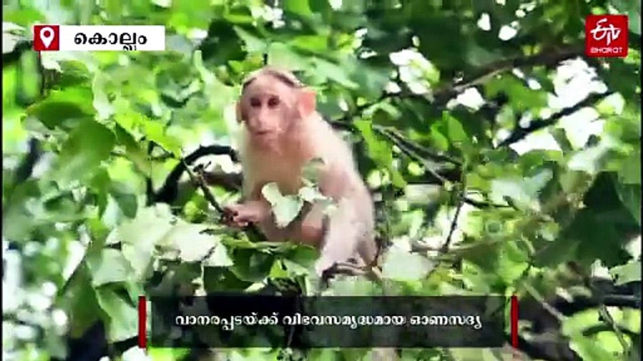 വിഭവങ്ങൾ ആദ്യം രുചിക്കുന്നത് വാനര മൂപ്പൻമാർ; 53 വർഷങ്ങളായി മുടങ്ങാതെ സദ്യ വിളമ്പി അരവിന്ദാക്ഷൻപിള്ള