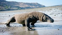 Komodo Secrets of the Dragon @ Natural World 科莫多巨蜥