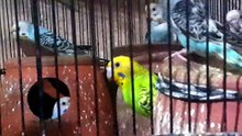 Most beautiful and stylish parrots talking.