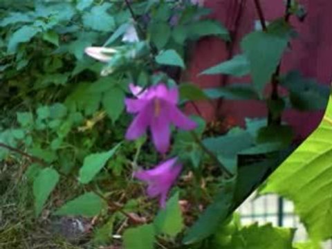 Photos Fleurs Montagnes et Jardin