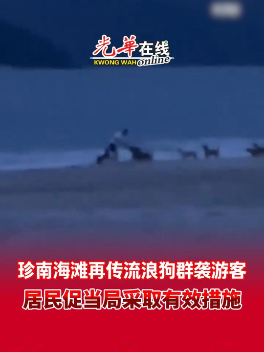 珍南海滩再传流浪狗群袭游客 居民促当局采取有效措施