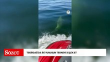 Tekirdağ'da iki yunusun tekneye eşlik ettiği anlar görüntülendi