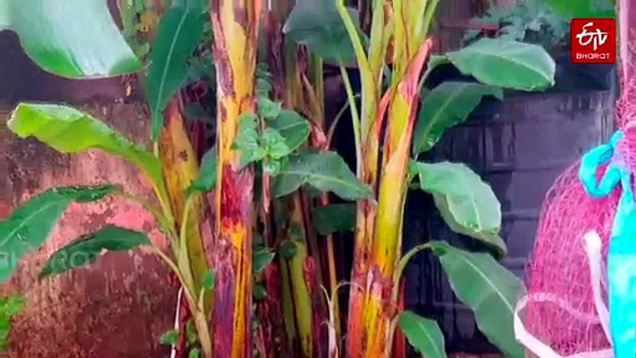 Sambalpur Professor Grows Mushrooms On Discarded Banana Stems, Trains Farmers In Odisha