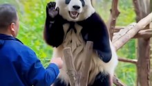 Huahua's Dance Universe｜花花的舞蹈宇宙（23）