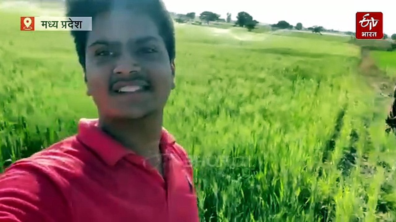 मध्य प्रदेश में पैदा हो रहा 2 हजार साल पुराना चमत्कारी गेहूं, 12 हजार रु क्विंटल है इसकी कीमत, जानें फायदे