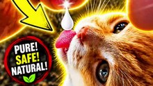 This Farm Cat Knows What’s Good 😂 | Fresh From the Source