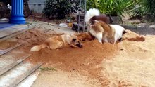 Ultimate Animal Chaos Compilation 😂💥 #FunnyAnimals #PetFails#Viral