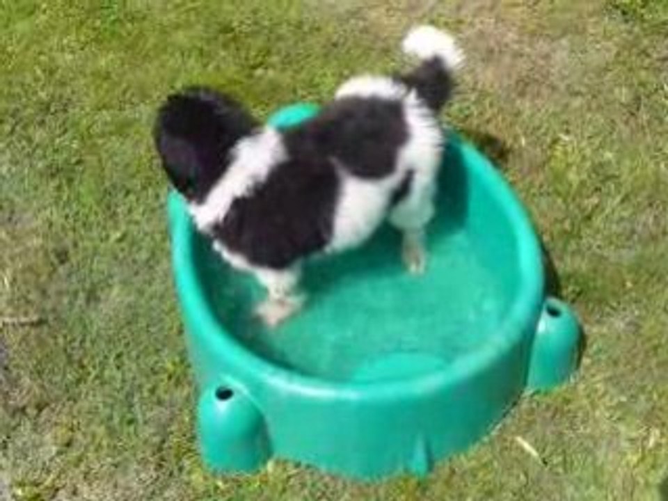 Kenaï à l'eau