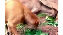 When You Date a Vegetarian Girl... (Hilarious Dog Video) 🥬🐶