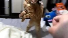 The Funniest Cat Video Of 2026! 💀