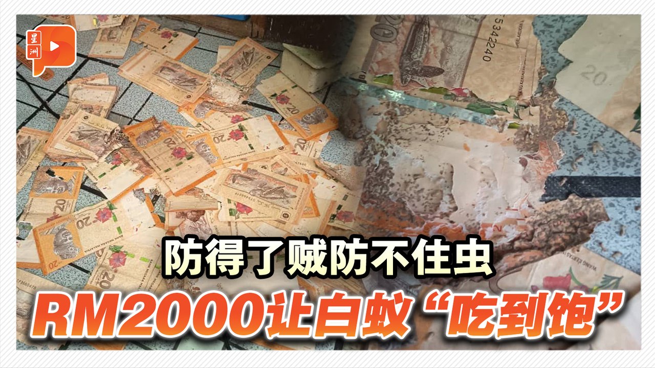 2000令吉藏衣柜底 竟成白蚁“大餐”