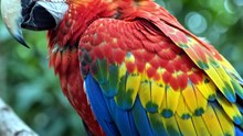 Exotic  birds montage