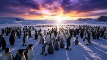 Pinguins No Gelo