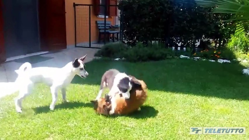 Video News - Giornata mondiale del cane: un amico speciale