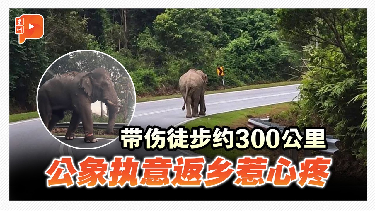 被搬迁后竟徒步回话望生 宜力公象带脚伤独走约300公里