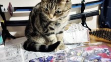 まぐろあげたのに物足りないのか、寿司を見るミア