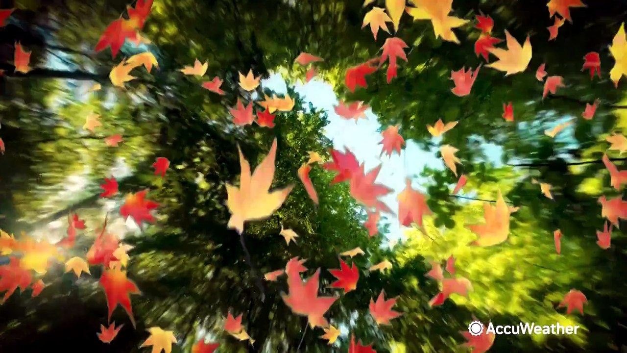 Fall color explained: What makes leaves change?