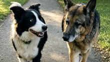 He could run circles around him — but he'd rather walk beside him 🥹🐾