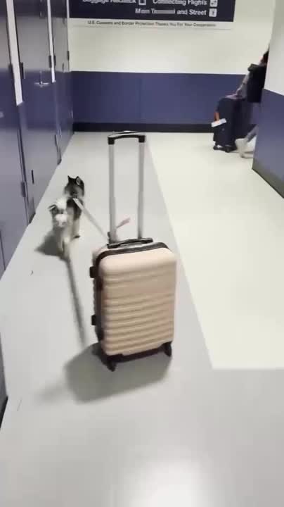 Pomsky Turns Into Tired Owner's Personal Luggage Handler