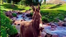 SpinningMule - #funnyanimals #pets #fyp #SpinningMule