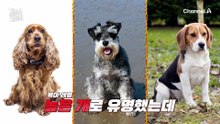 "이 분도 대단하신데...?" X랄견 넘어서는 '잭 러셀' 그리고 그에 못지않은 보호자?