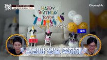 "엄마는 왜 집을 정신없게 해?" 라고 통제왕 '쿠키'가 말합니다!(?)