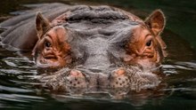 A Closer Look at Africa's 11 Most Dangerous Animals
