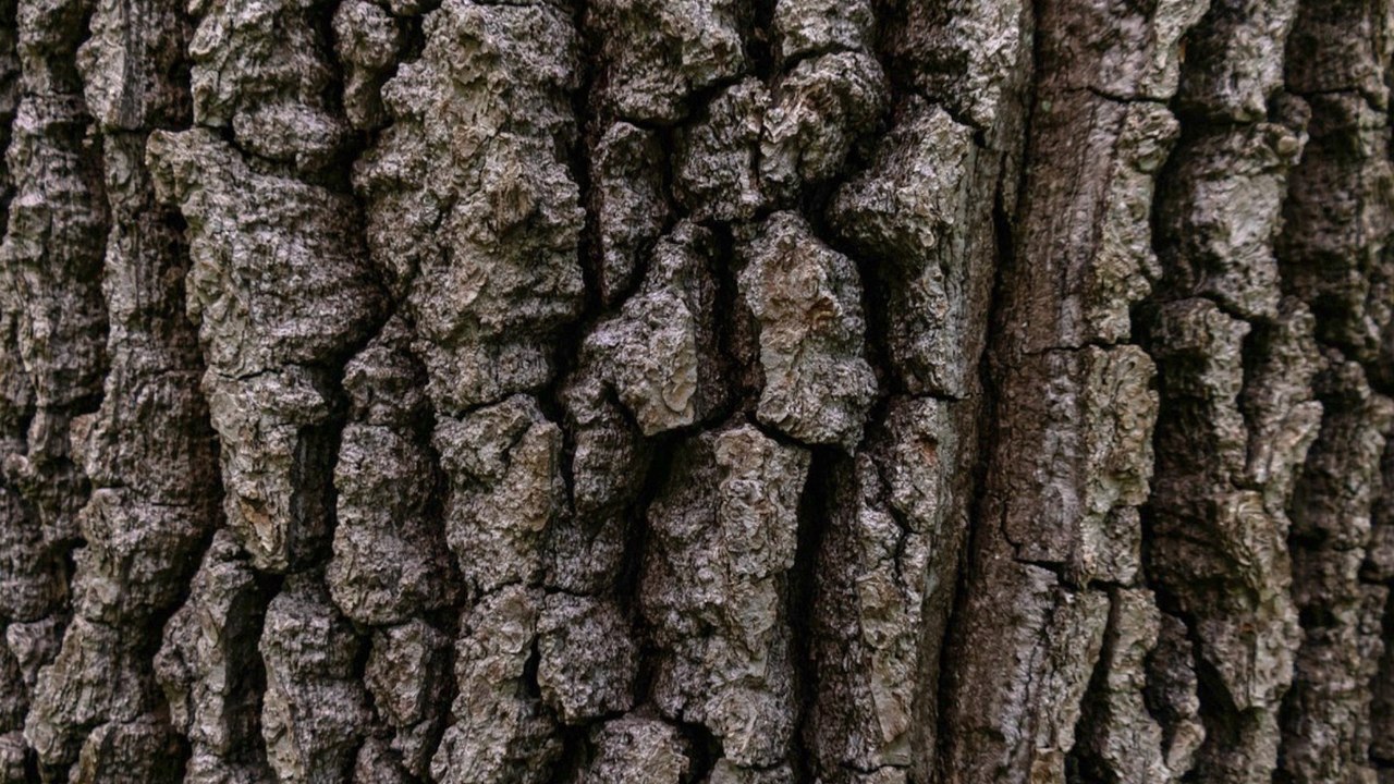Study Suggests Tree Bark Might Absorb Another Harmful Climate Gas