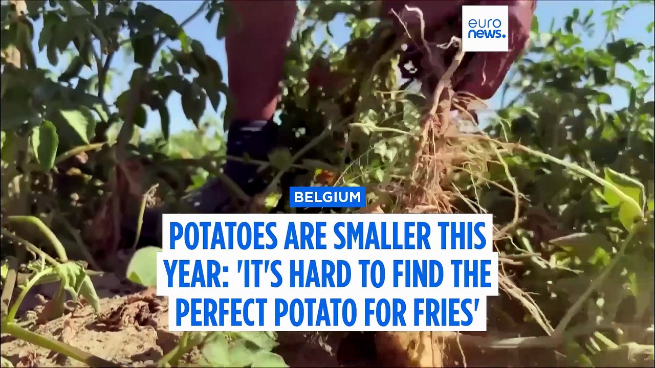 Belgian fries under threat as potatoes shrink in heat