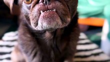 Pug kingdom bulletin