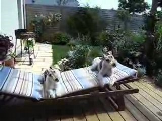 Lac d'aigrefeuille 009