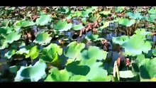 Tía Tui Là Cao Thủ _ Hoài Linh, Việt Hương, Hoài Lâm, Ngô Kiến Huy, Khả Như