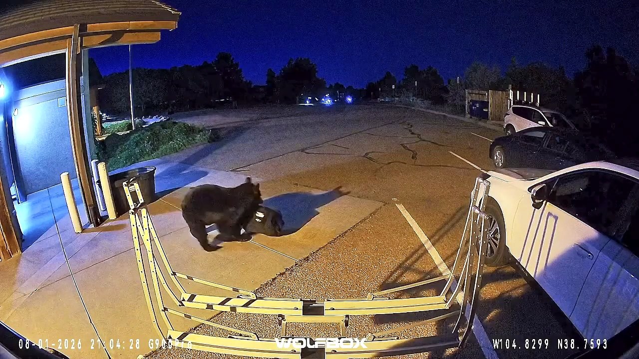 Urso-negro apanhado a roubar quartel dos bombeiros do Colorado