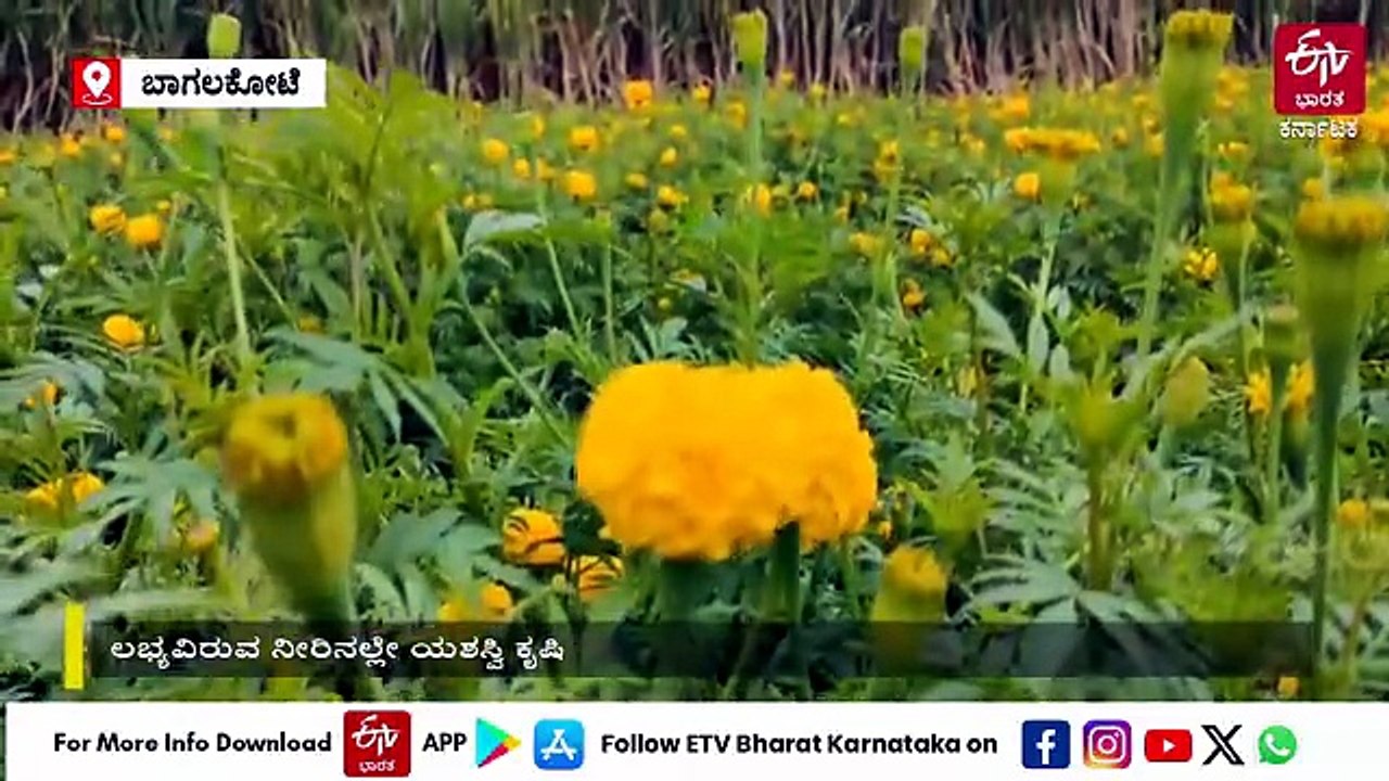 ಎರಡೂವರೆ ಎಕರೆ ಜಮೀನಿನಲ್ಲಿ ನಳನಳಿಸಿದ ಚೆಂಡು ಹೂ: ಬರದ ನಡುವೆ ರೈತನಿಗೆ ವರವಾದ ಪರ್ಯಾಯ ಬೆಳೆ