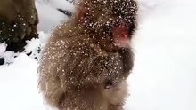 #funny video #shortvideo #viralvideo #funnyadda#
